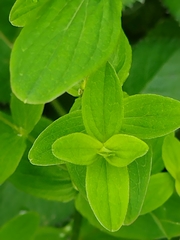 Hypericum tetrapterum