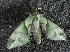 Callambulyx tatarinovii