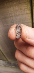 Armadillidium vulgare