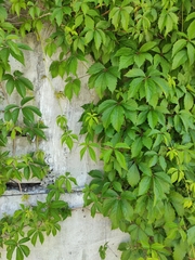 Parthenocissus quinquefolia