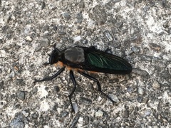 Microstylum oberthurii