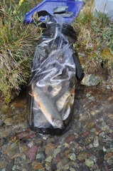 Salvelinus malma