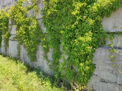 Parthenocissus quinquefolia