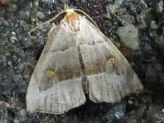 Paragabara flavomacula