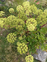 Angelica archangelica litoralis