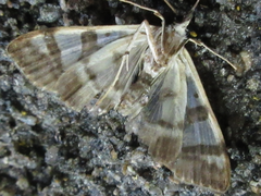 Glyphodes formosanus
