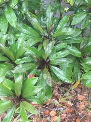 Clermontia parviflora