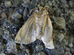 Neothosea suigensis