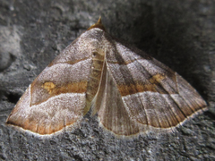 Paragabara flavomacula