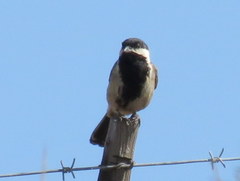 Melaniparus afer afer