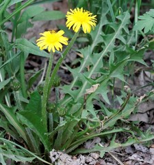 Taraxacum rubiginans