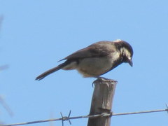 Melaniparus afer afer