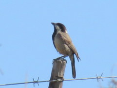 Melaniparus afer afer