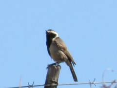 Melaniparus afer afer
