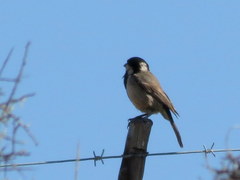 Melaniparus afer afer