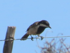 Melaniparus afer afer