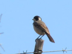 Melaniparus afer afer
