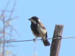 Melaniparus afer afer