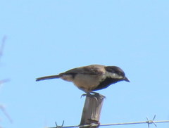 Melaniparus afer afer