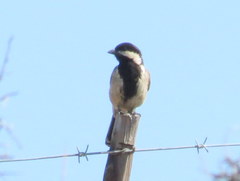 Melaniparus afer afer