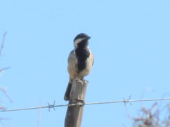 Melaniparus afer afer