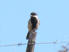 Melaniparus afer afer