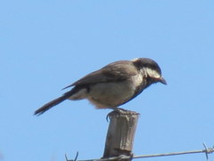 Melaniparus afer afer