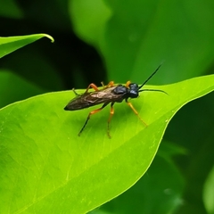 Tenthredo atra