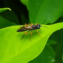 Tenthredo atra