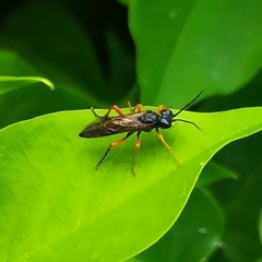Tenthredo atra