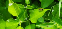 Tenthredo atra