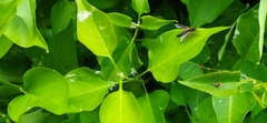 Tenthredo atra