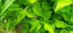 Tenthredo atra
