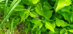 Tenthredo atra