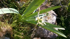 Pancratium illyricum
