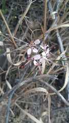 Pelargonium ternifolium