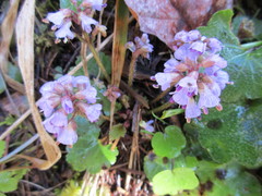 Veronica regina-nivalis