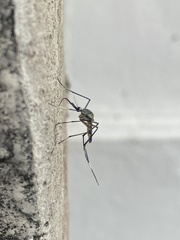 Toxorhynchites