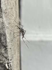 Toxorhynchites