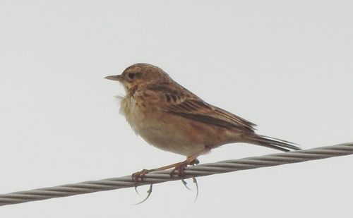 Bisbita de Richard (Anthus richardi)
