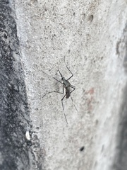 Toxorhynchites