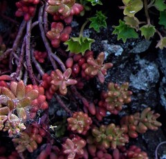 Sedum album