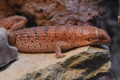 Egernia depressa