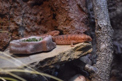 Egernia depressa