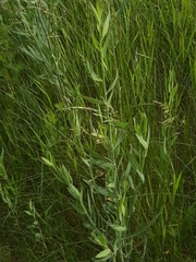 Chondrilla latifolia