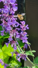 Anthophora quadrimaculata