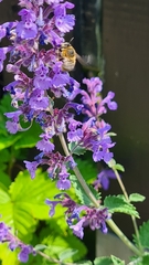 Anthophora quadrimaculata