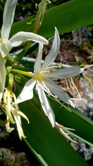 Pancratium illyricum