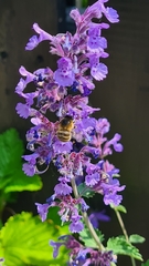Anthophora quadrimaculata