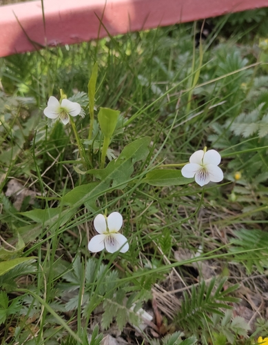 Viola patrinii